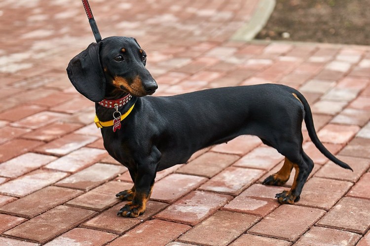 Карликовая такса черная