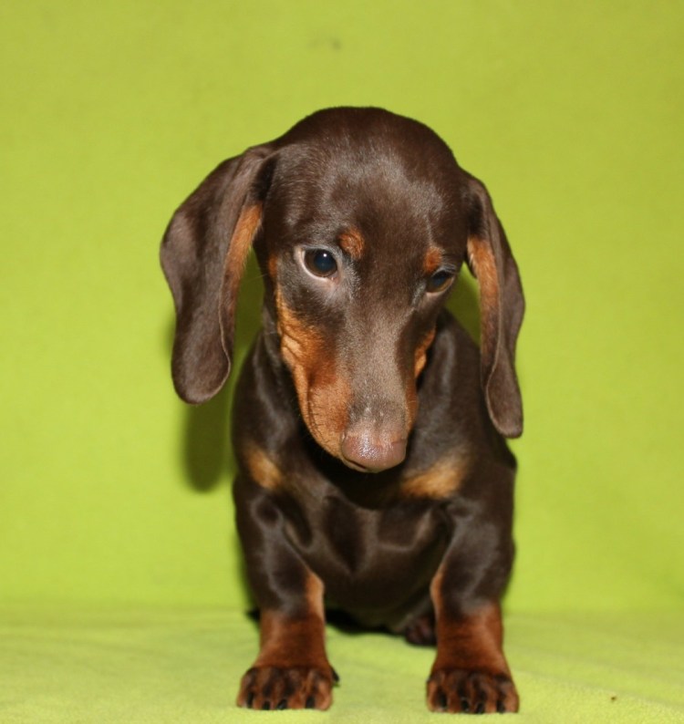 Карликовая такса