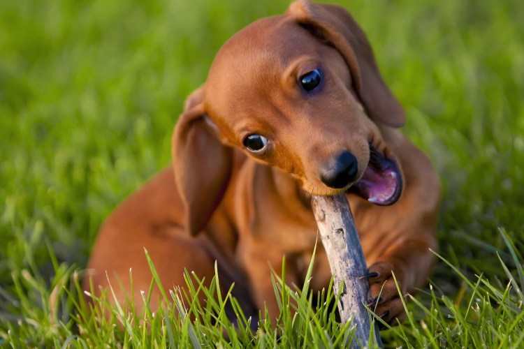 Кроликовая такса