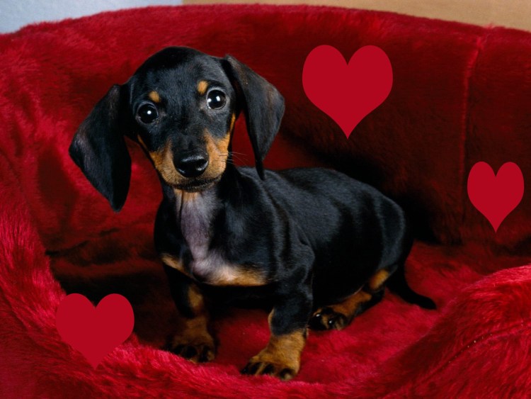 Кроличья такса