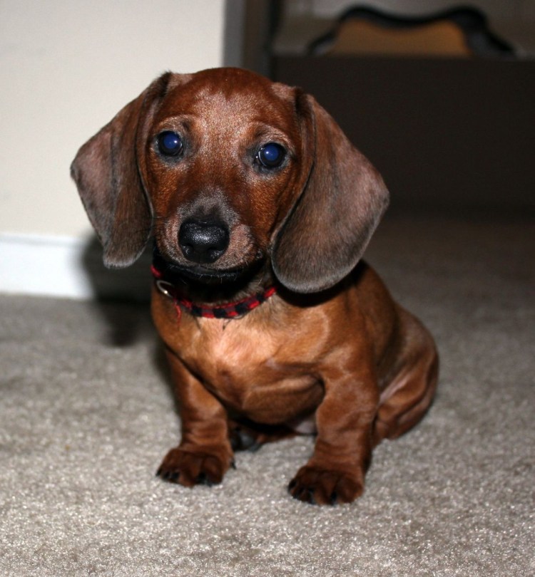 Такса короткошерстная карликовая