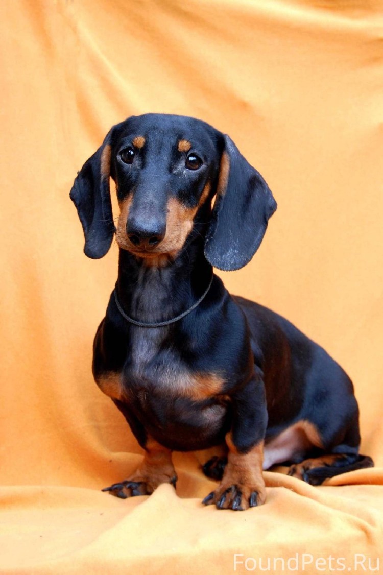 Кроличья такса черная