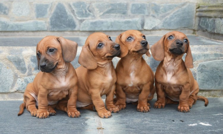 Карликовая такса