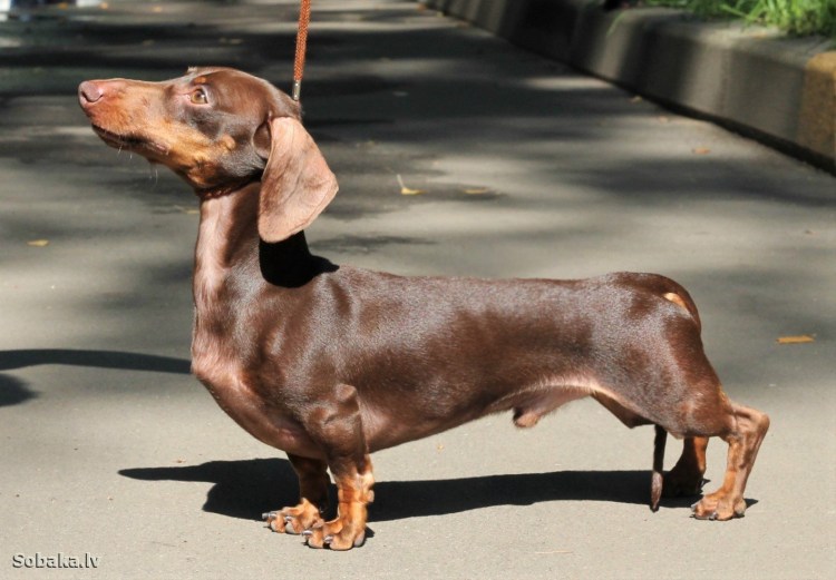 Питомник Армидач кроличьи таксы