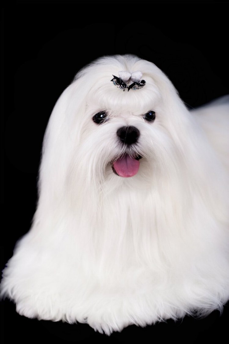 Собачка Мальтийская болонка