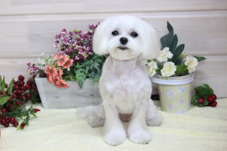 Мальтийская болонка мальтезе