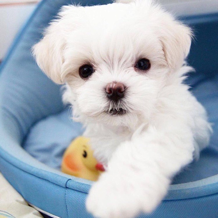 Мальтийская болонка мини