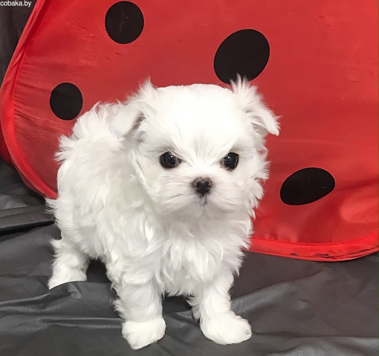 Корейские мальтезе мини
