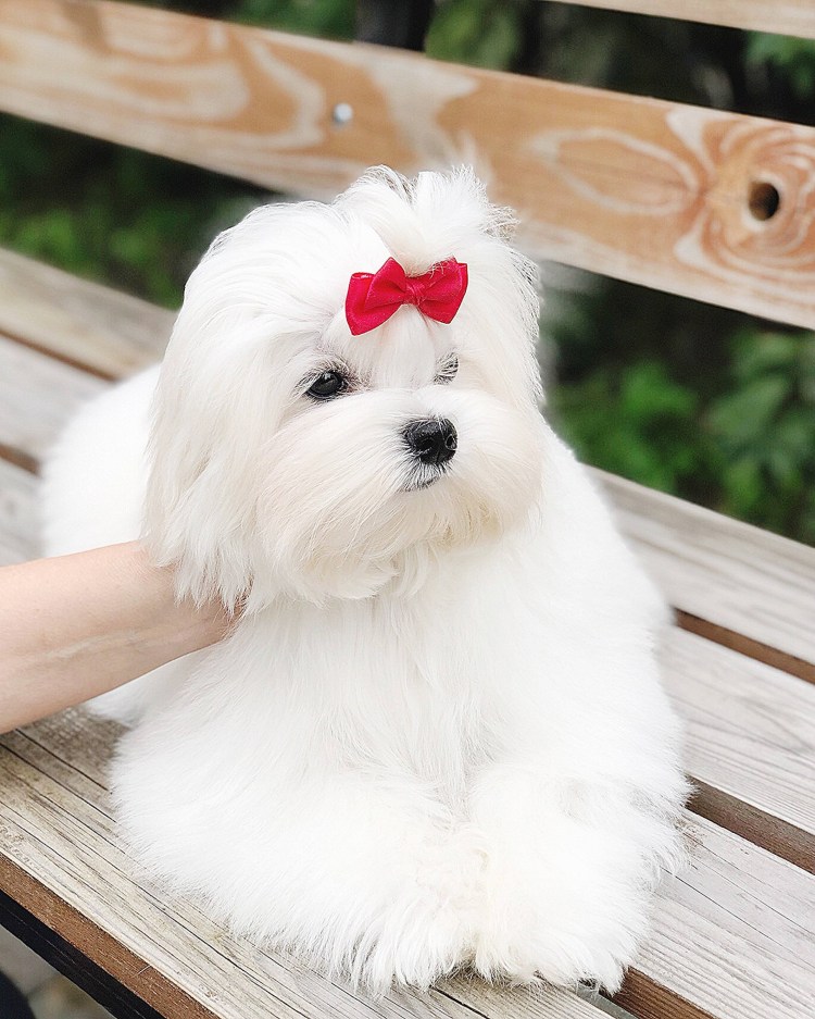 Болонка мальтезе