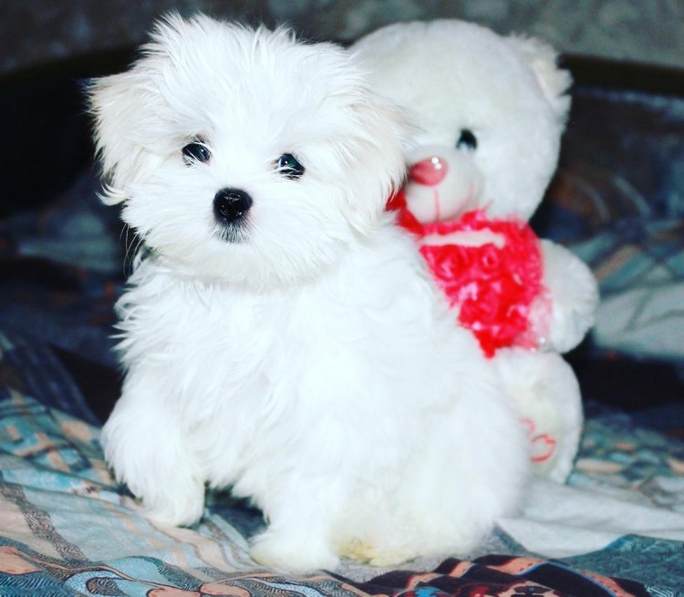 Корейские мальтезе мини