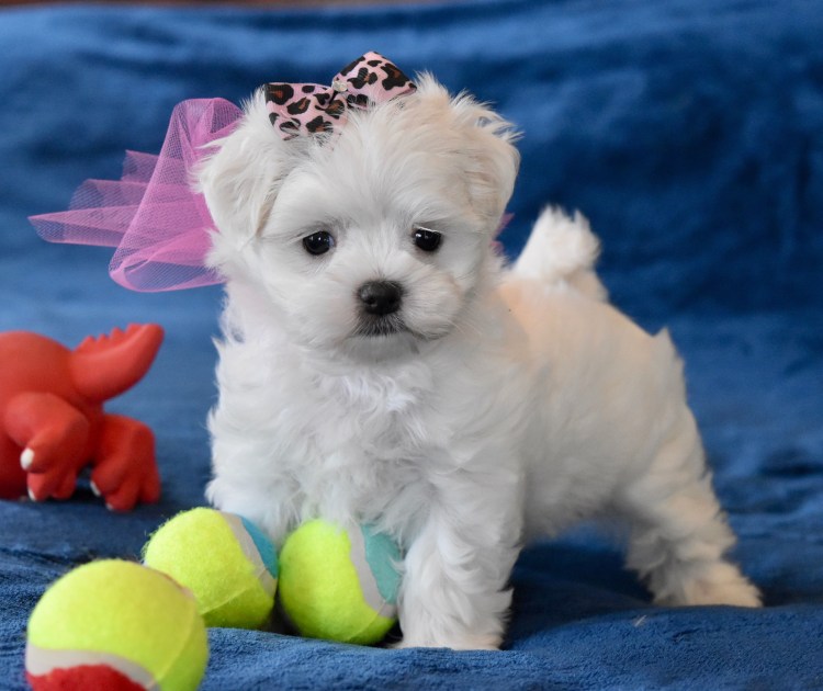 Мальтийская болонка короткошерстная