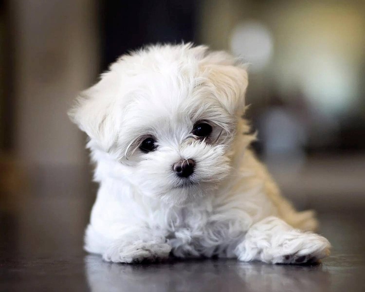 Мальтийская болонка мальтипу