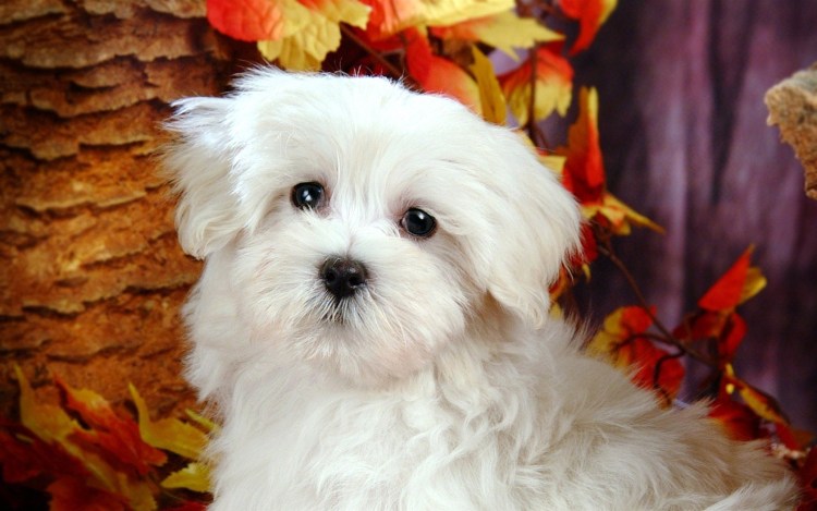 Мальтийская болонка рыжая