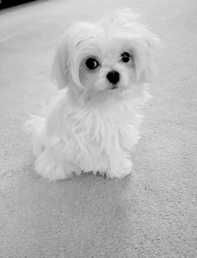 Болонка Бишон и Мальтийская