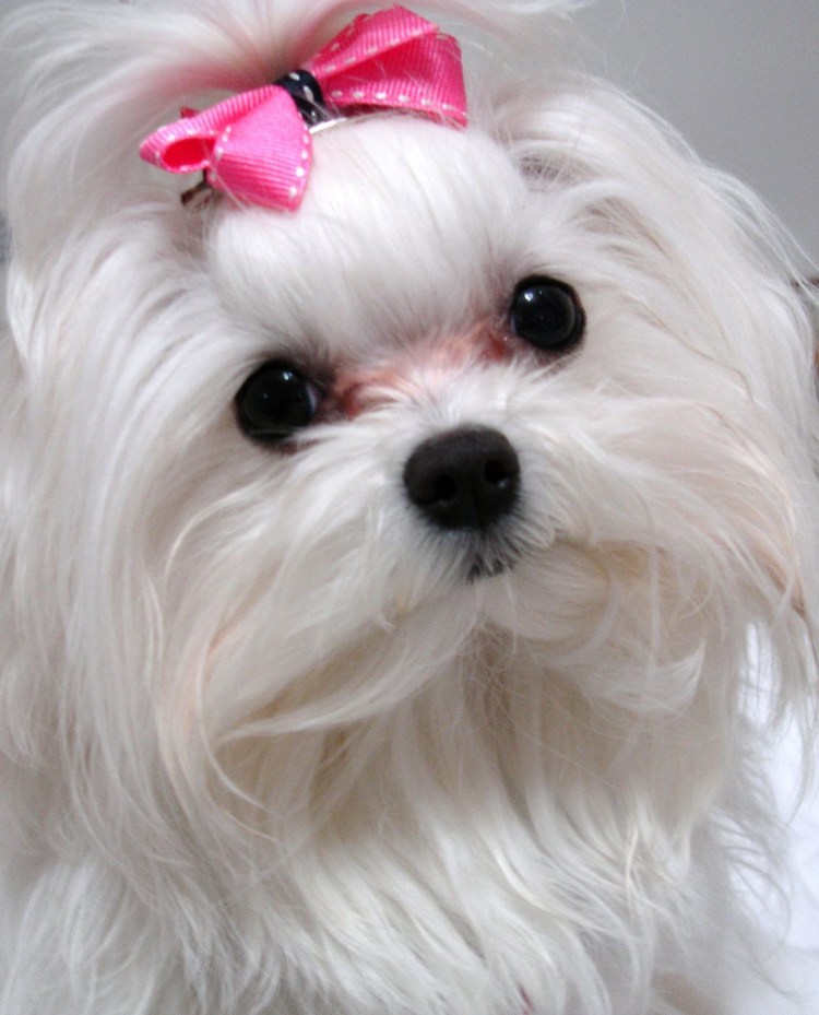 Мальтийская болонка мини