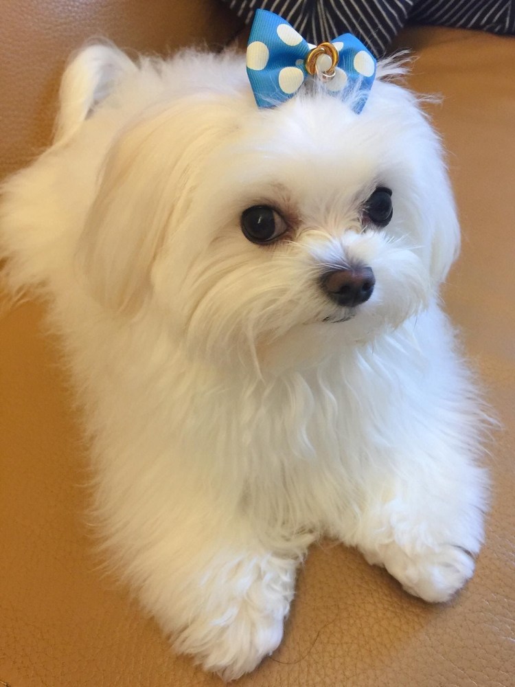 Собачка Мальтийская болонка