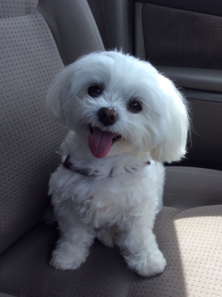 Мальтийская болонка