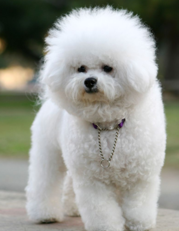 Французская болонка Бишон