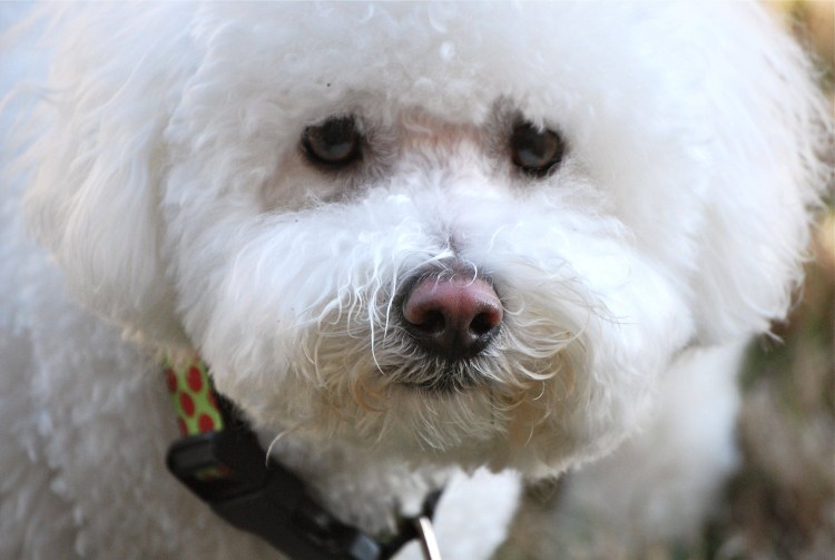 Бишон фризе