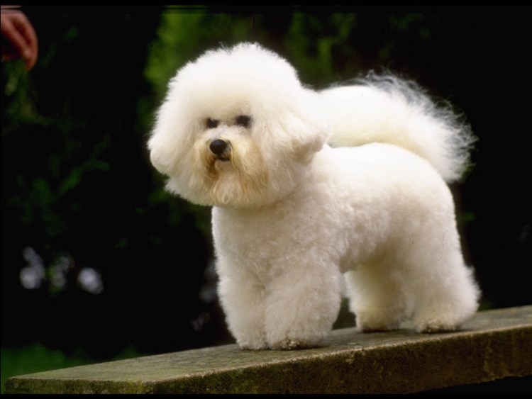 Болонка Бишон фризе