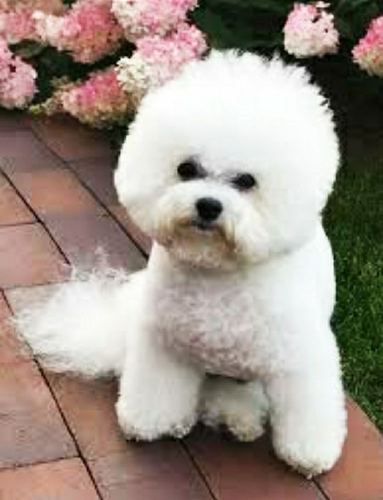 Собачка Бишон фризе