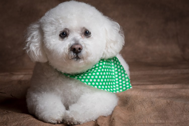 Порода Бишон фризе