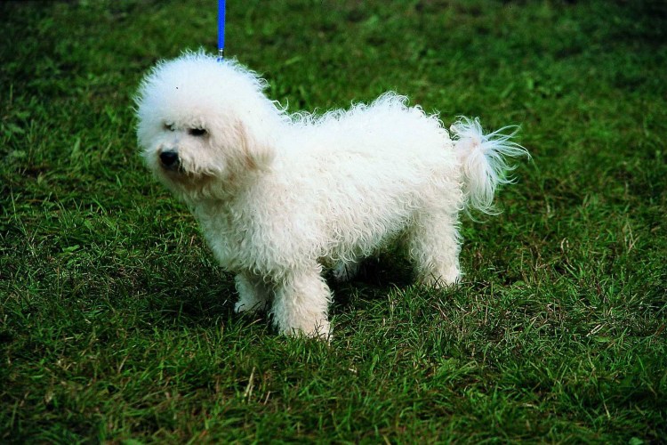 Французская болонка Бишон