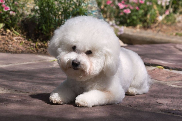 Бишон фризе