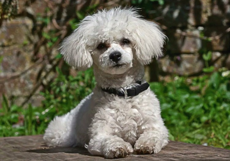 Бишон фризе