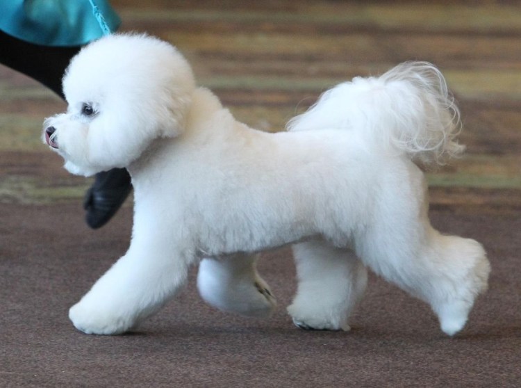 Болонка Бишон фризе