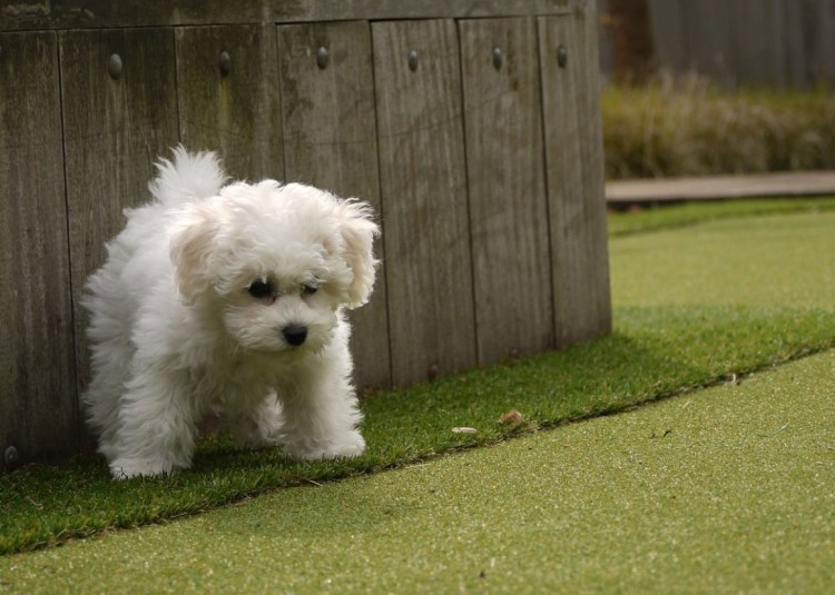 Болонка Бишон фризе