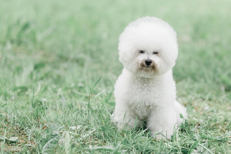 Французская болонка Бишон фризе