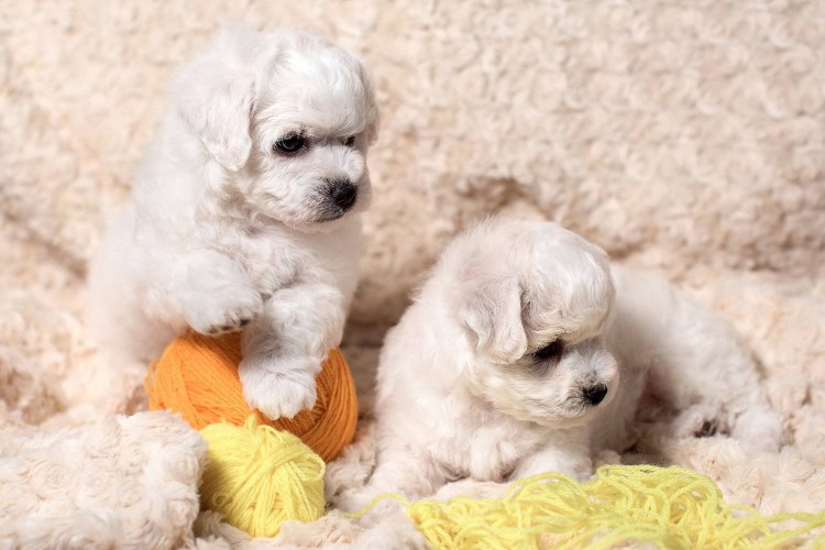 Бишон фризе и шпиц