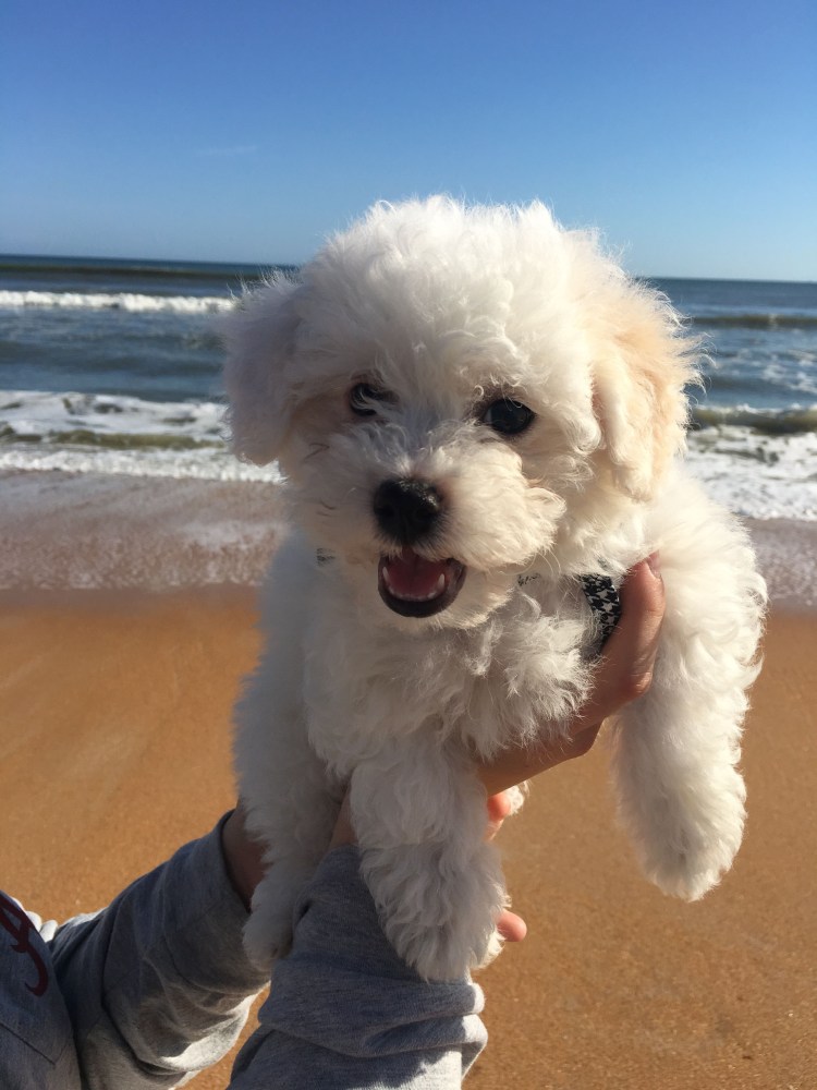 Собачка Бишон фризе