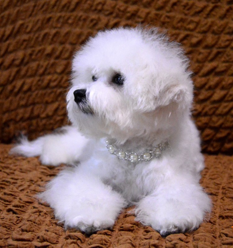 Собачка Бишон фризе