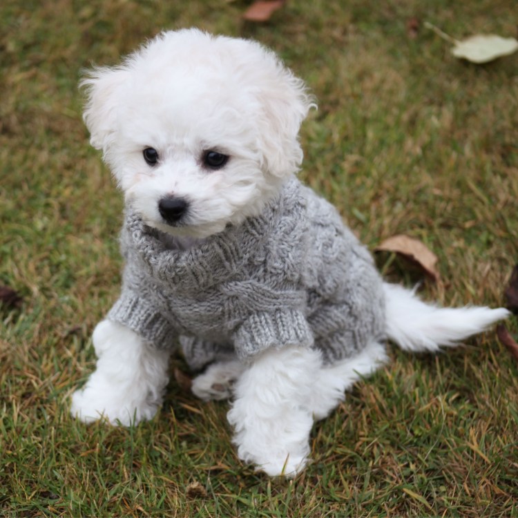 Болонка Бишон фризе