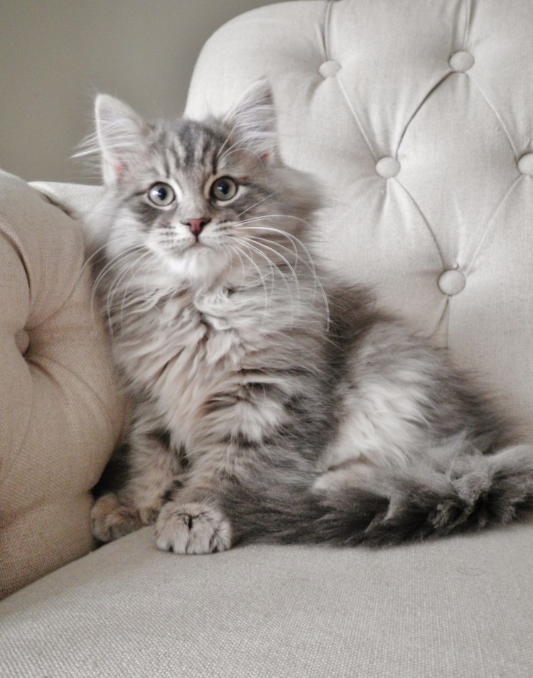 Серый пушистый кот