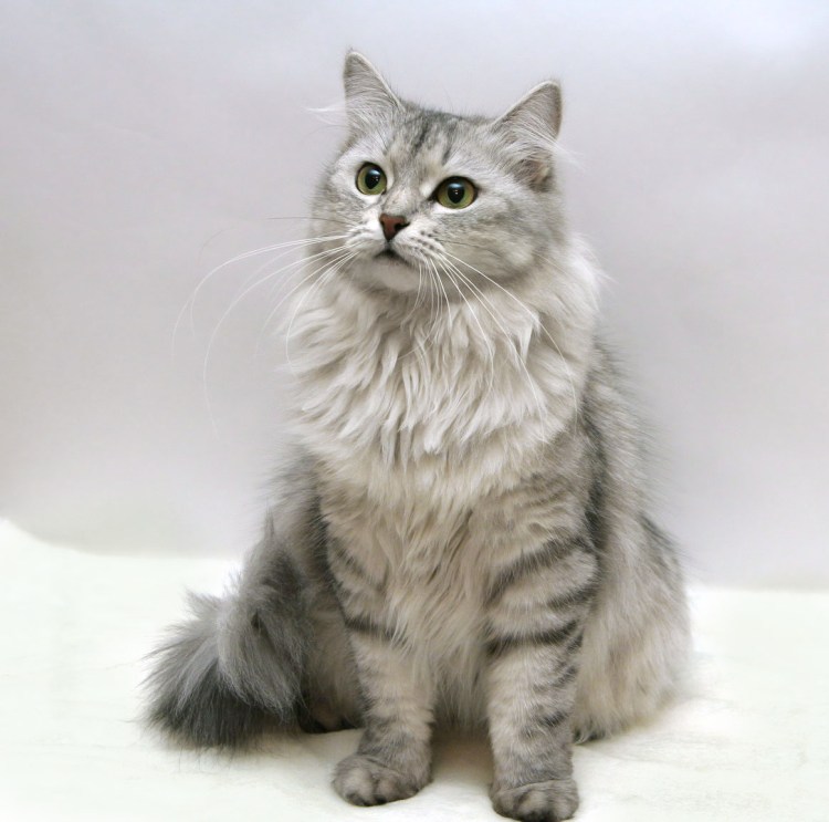 Русско Сибирская кошка