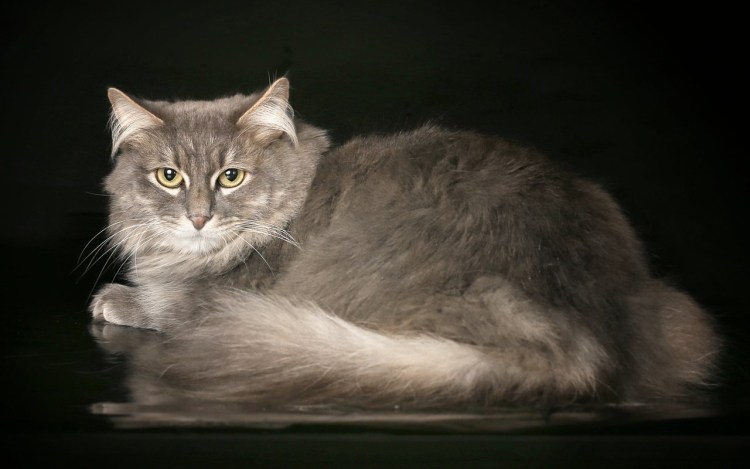 Мейнкун кот