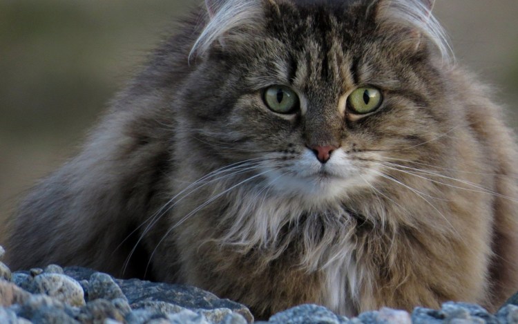 Сибирский Нибелунг длинношерстный