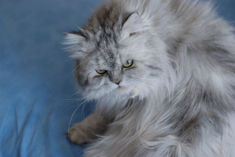 Норвежская длинношерстная Лесная кошка