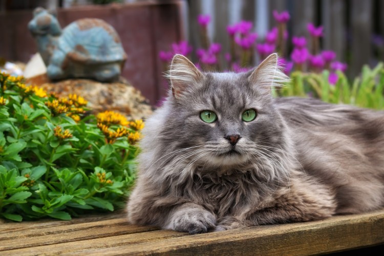 Сибирская короткошерстная кошка серая