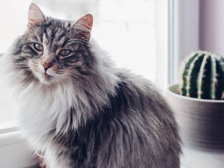 Сибирская кошка короткошерстная