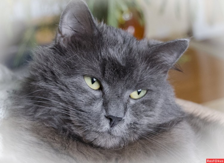 Сибирский кот и Мейн кун