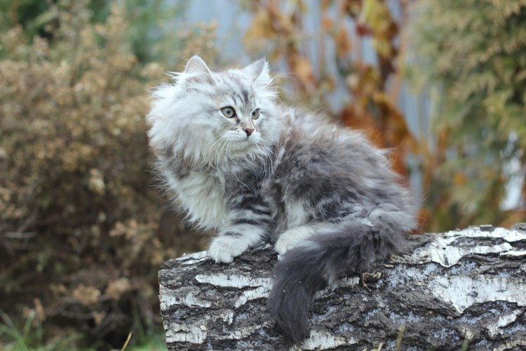 Сибирская кошка серая с белым