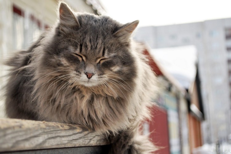 Сибирский кот серый длинношёрстный