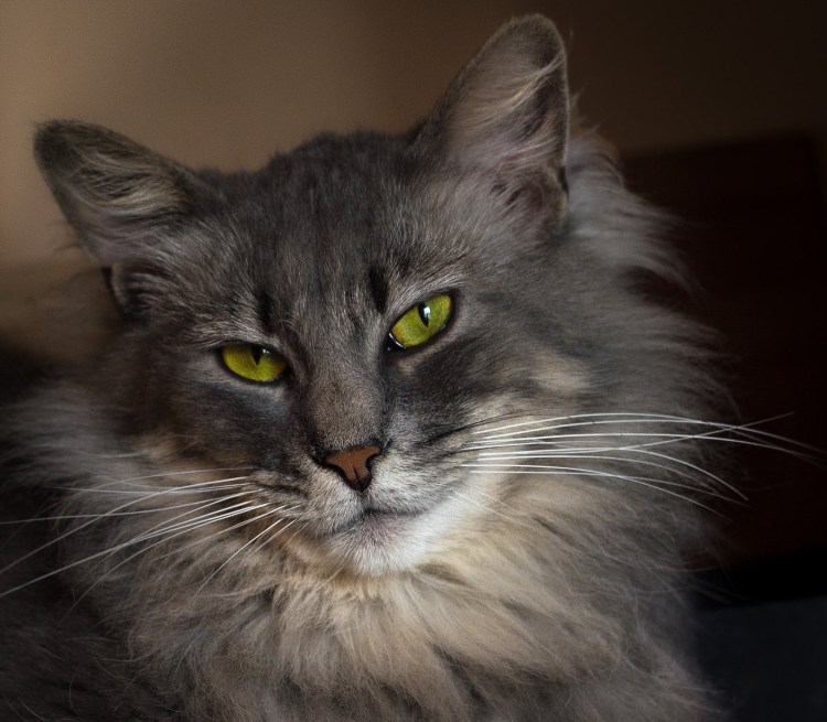 Британская длинношёрстная кошка