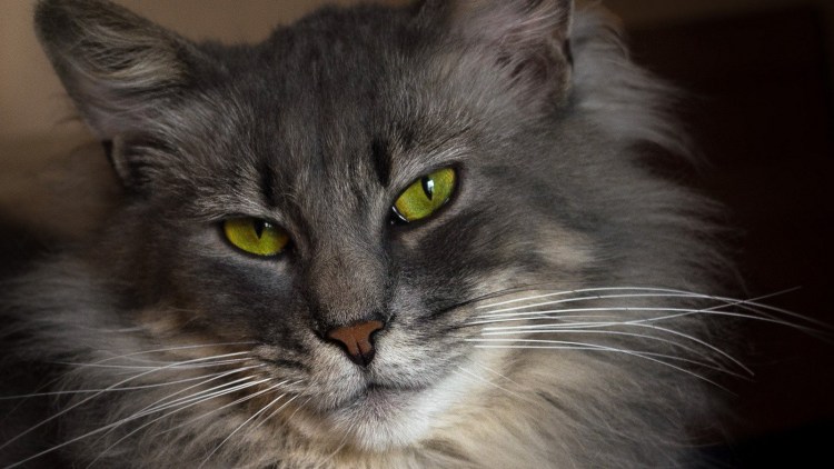 Серая полосатая кошка пушистая