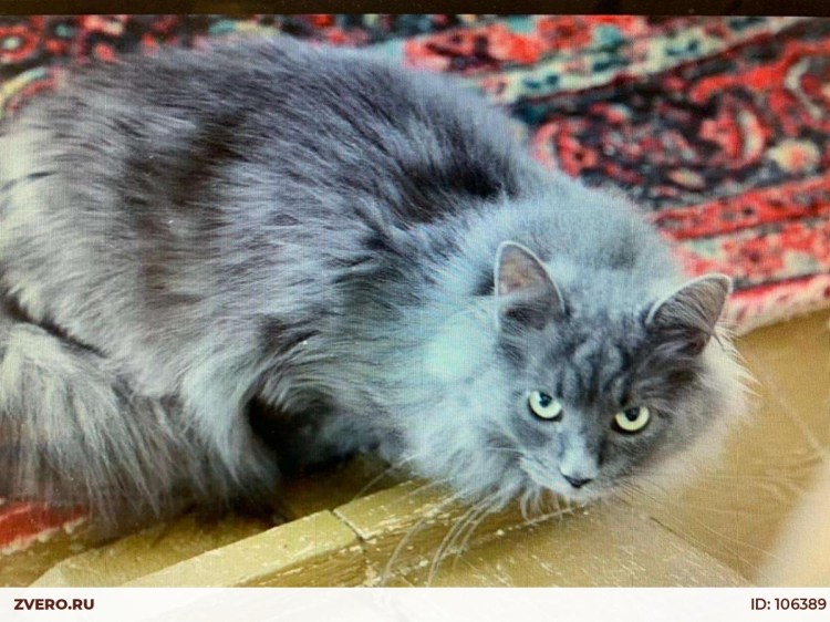 Серый желтоглазый Сибирский кот