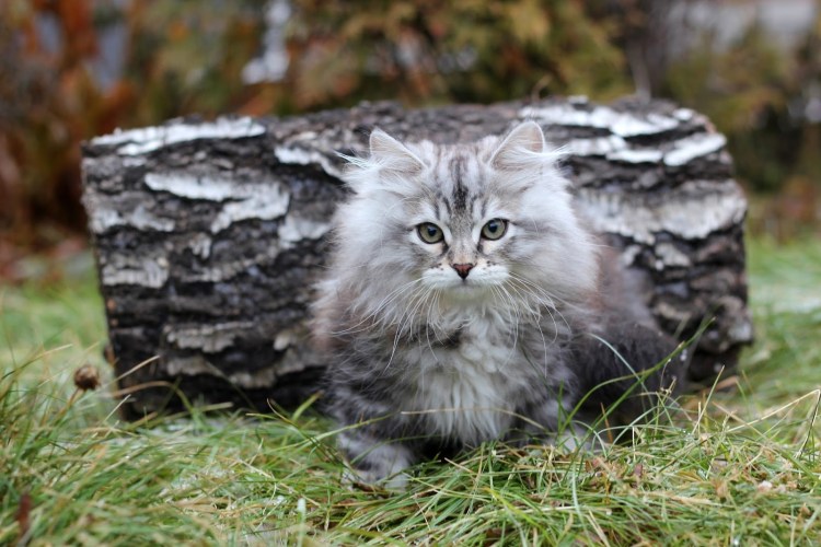 Сибирский Нибелунг длинношерстный кот дымчатый